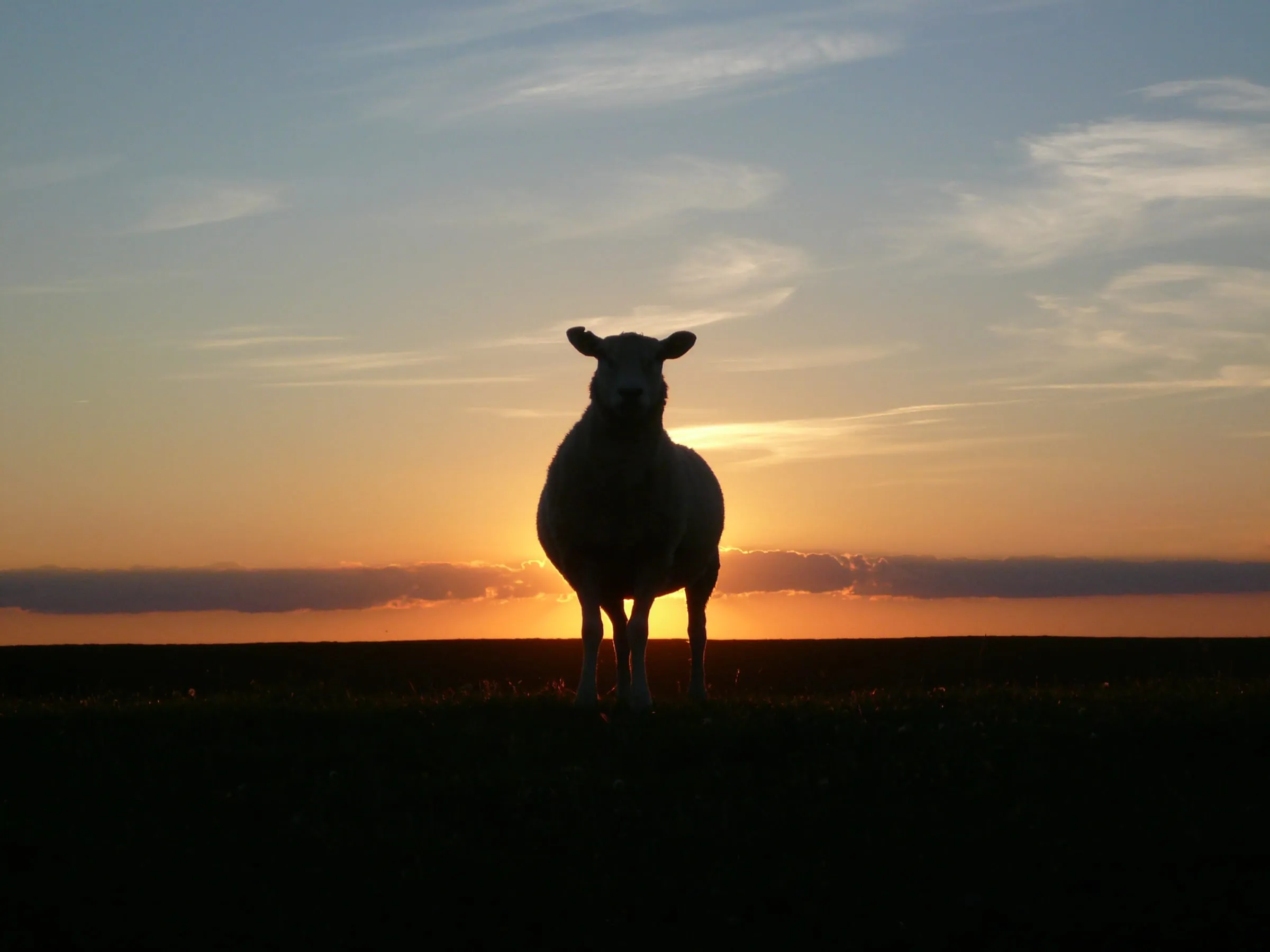 Oveja en el prado al atardecer